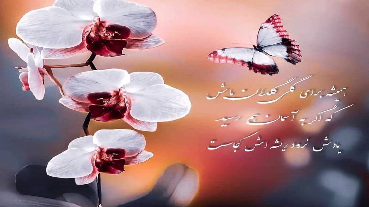  کاش بشی پیدا پیدا